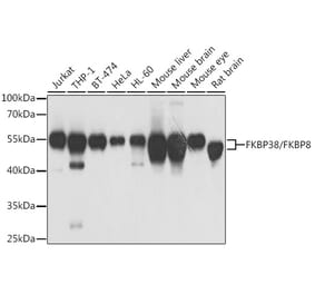 Western Blot - Anti-FKBP38 Antibody (A15534) - Antibodies.com