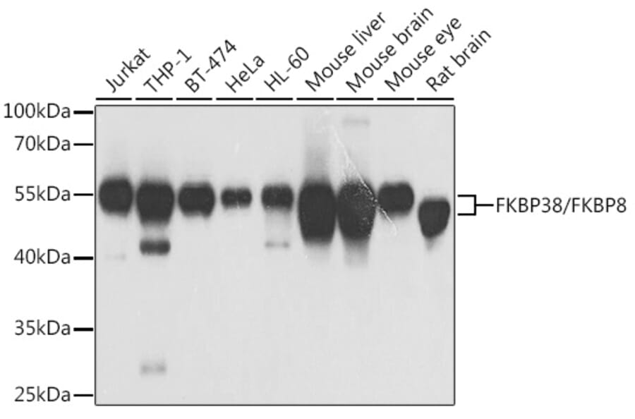 Western Blot - Anti-FKBP38 Antibody (A15534) - Antibodies.com