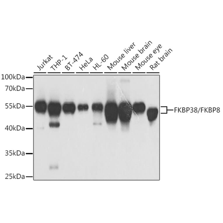 Western Blot - Anti-FKBP38 Antibody (A15534) - Antibodies.com
