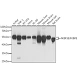 Western Blot - Anti-FKBP38 Antibody (A15534) - Antibodies.com