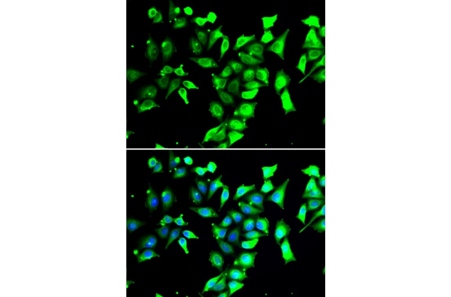 Immunofluorescence - Anti-FKBP38 Antibody (A15534) - Antibodies.com