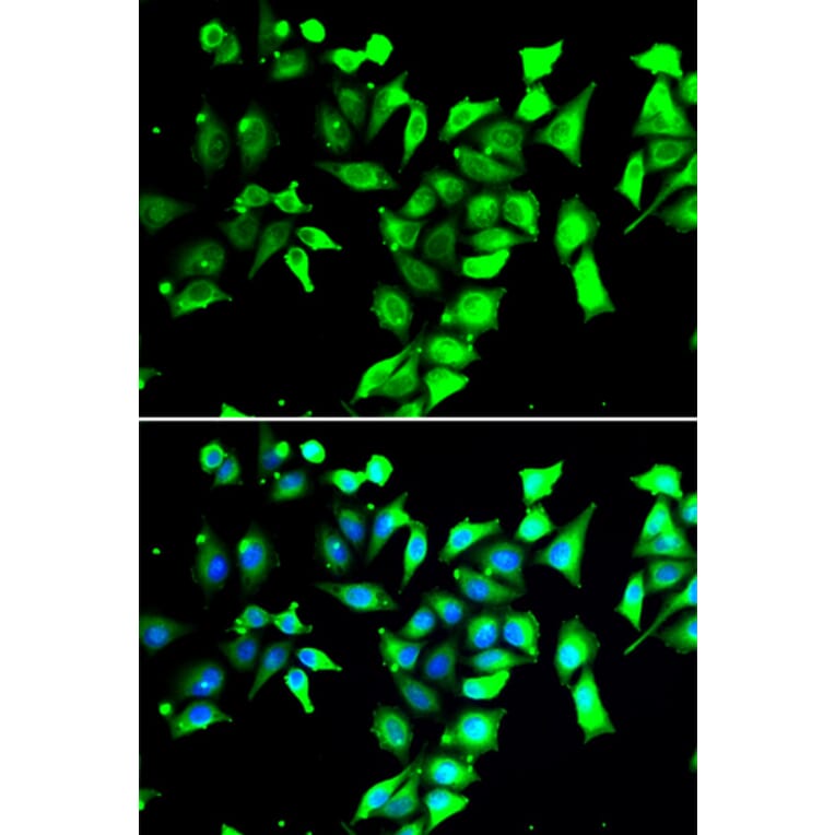 Immunofluorescence - Anti-FKBP38 Antibody (A15534) - Antibodies.com