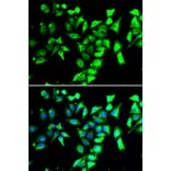 Immunofluorescence - Anti-FKBP38 Antibody (A15534) - Antibodies.com