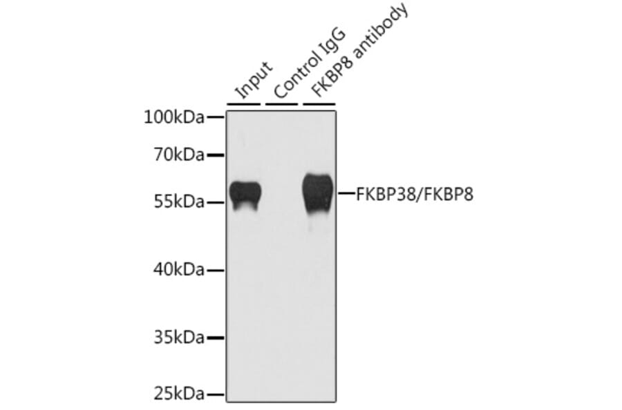 Western Blot - Anti-FKBP38 Antibody (A15534) - Antibodies.com