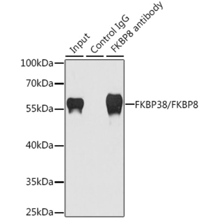 Western Blot - Anti-FKBP38 Antibody (A15534) - Antibodies.com