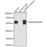 Western Blot - Anti-FKBP38 Antibody (A15534) - Antibodies.com