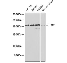 Western Blot - Anti-hUPF2/RENT2 Antibody (A15536) - Antibodies.com
