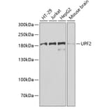 Western Blot - Anti-hUPF2/RENT2 Antibody (A15536) - Antibodies.com
