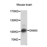 Western Blot - Anti-DNM3 Antibody (A7092) - Antibodies.com