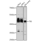Western Blot - Anti-Testin Antibody (A15538) - Antibodies.com