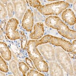 Immunohistochemistry - Anti-Testin Antibody (A15538) - Antibodies.com