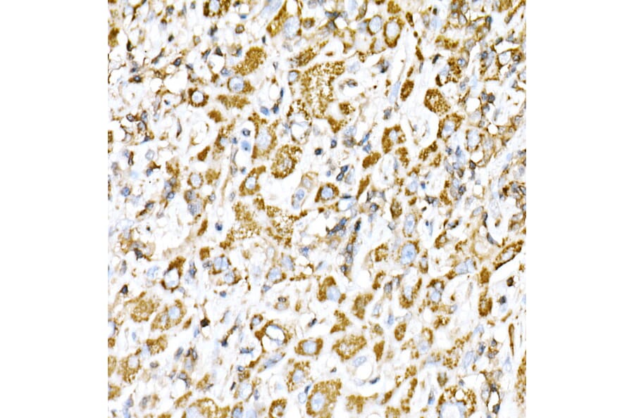 Immunohistochemistry - Anti-VPS4a Antibody (A15539) - Antibodies.com