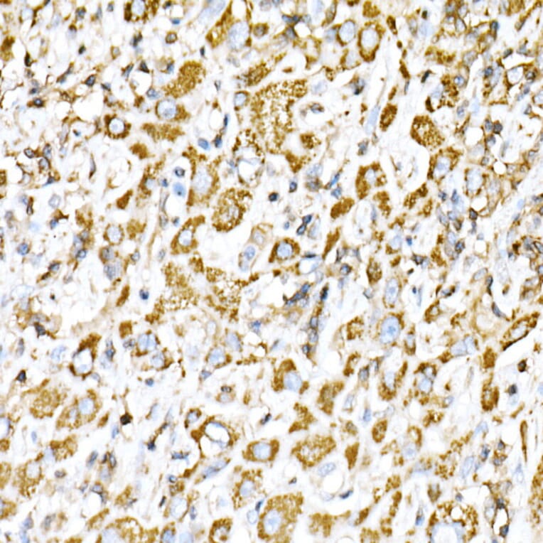 Immunohistochemistry - Anti-VPS4a Antibody (A15539) - Antibodies.com