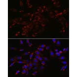 Immunofluorescence - Anti-VPS4a Antibody (A15539) - Antibodies.com