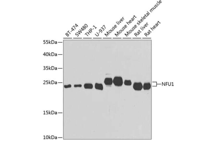 Western Blot - Anti-NFU1 Antibody (A15540) - Antibodies.com