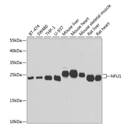 Western Blot - Anti-NFU1 Antibody (A15540) - Antibodies.com