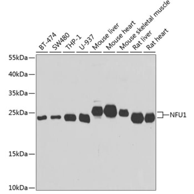 Western Blot - Anti-NFU1 Antibody (A15540) - Antibodies.com