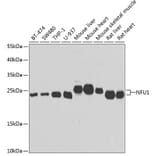 Western Blot - Anti-NFU1 Antibody (A15540) - Antibodies.com