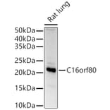 Western Blot - Anti-GTL3 Antibody (A15541) - Antibodies.com