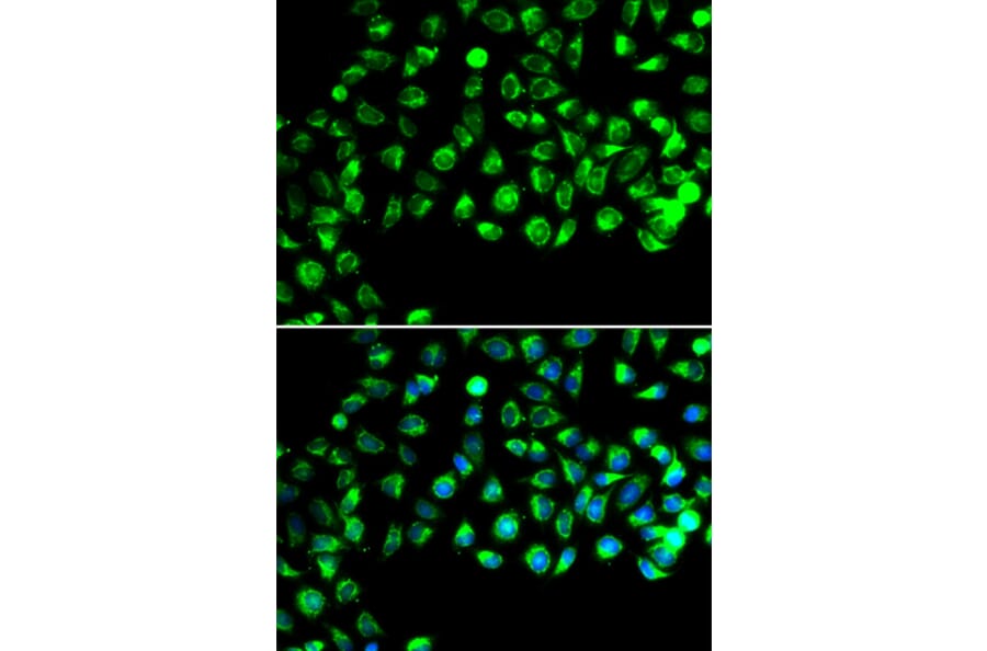 Immunofluorescence - Anti-GTL3 Antibody (A15541) - Antibodies.com