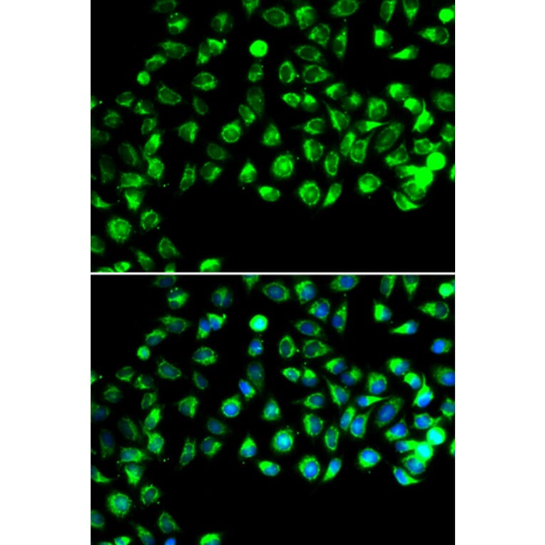 Immunofluorescence - Anti-GTL3 Antibody (A15541) - Antibodies.com