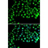 Immunofluorescence - Anti-GTL3 Antibody (A15541) - Antibodies.com