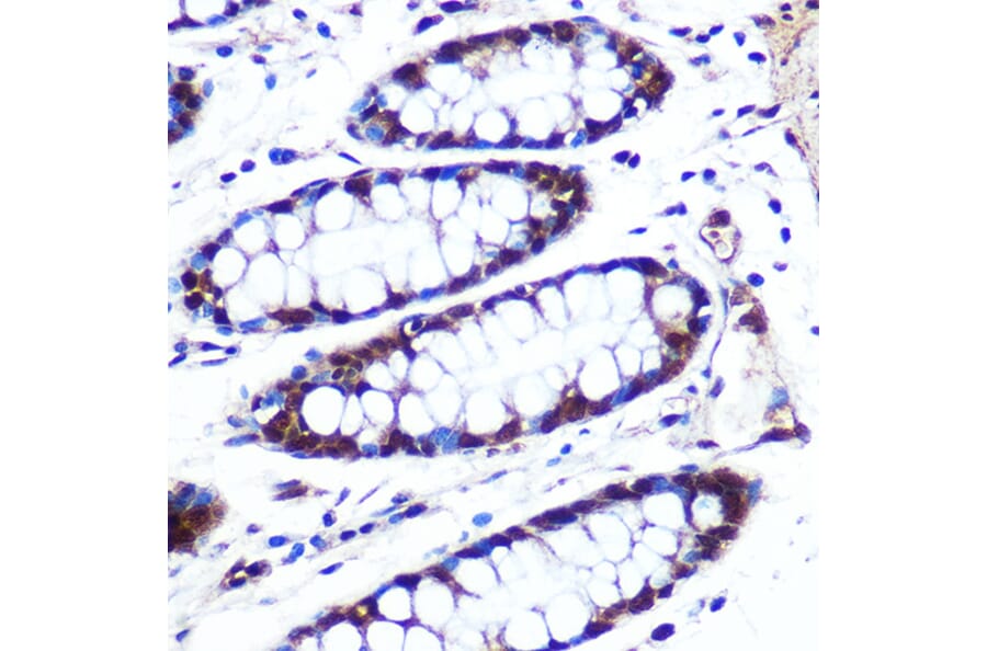 Immunohistochemistry - Anti-APIP Antibody (A15543) - Antibodies.com