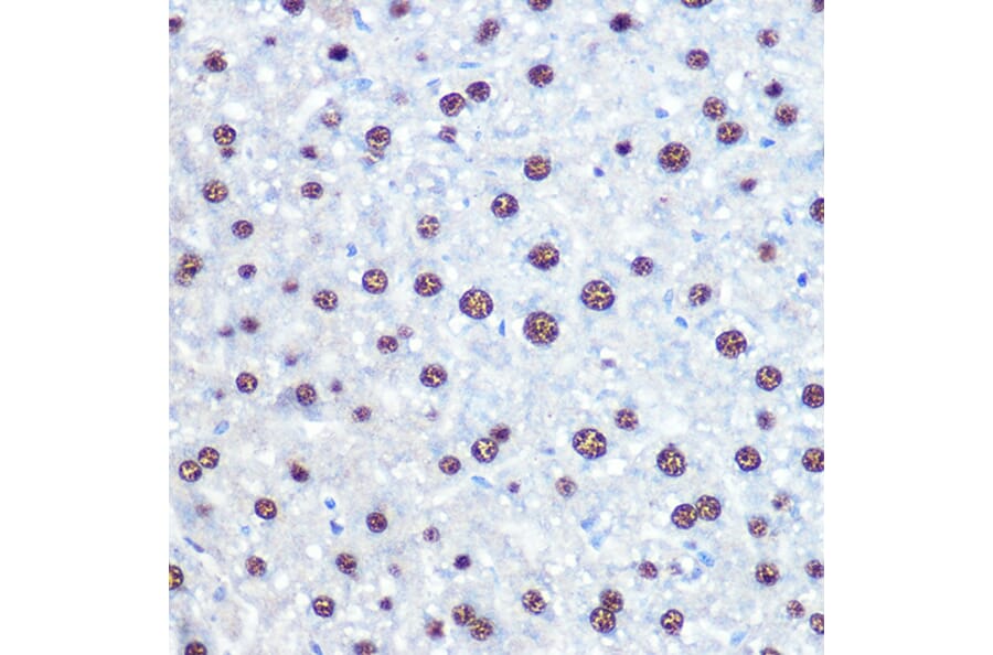 Immunohistochemistry - Anti-APIP Antibody (A15543) - Antibodies.com