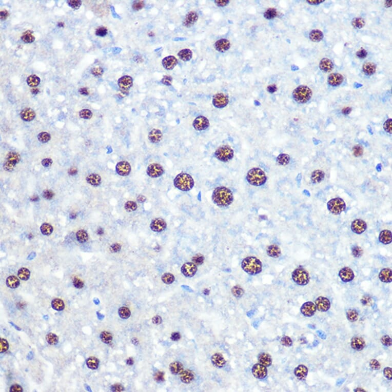 Immunohistochemistry - Anti-APIP Antibody (A15543) - Antibodies.com