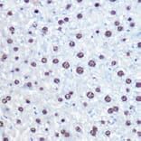 Immunohistochemistry - Anti-APIP Antibody (A15543) - Antibodies.com