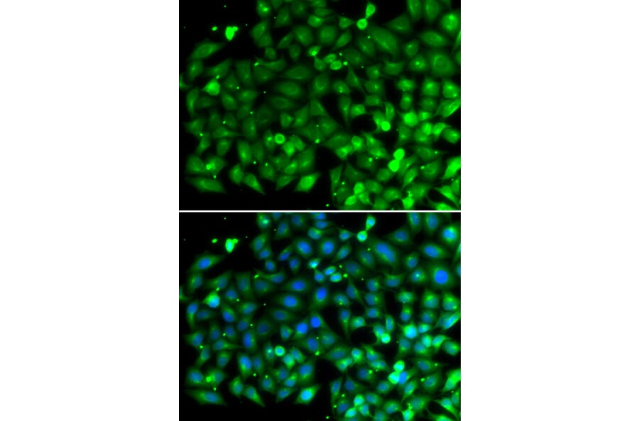 Immunofluorescence - Anti-Bif-1 Antibody (A15544) - Antibodies.com
