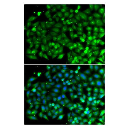 Immunofluorescence - Anti-Bif-1 Antibody (A15544) - Antibodies.com