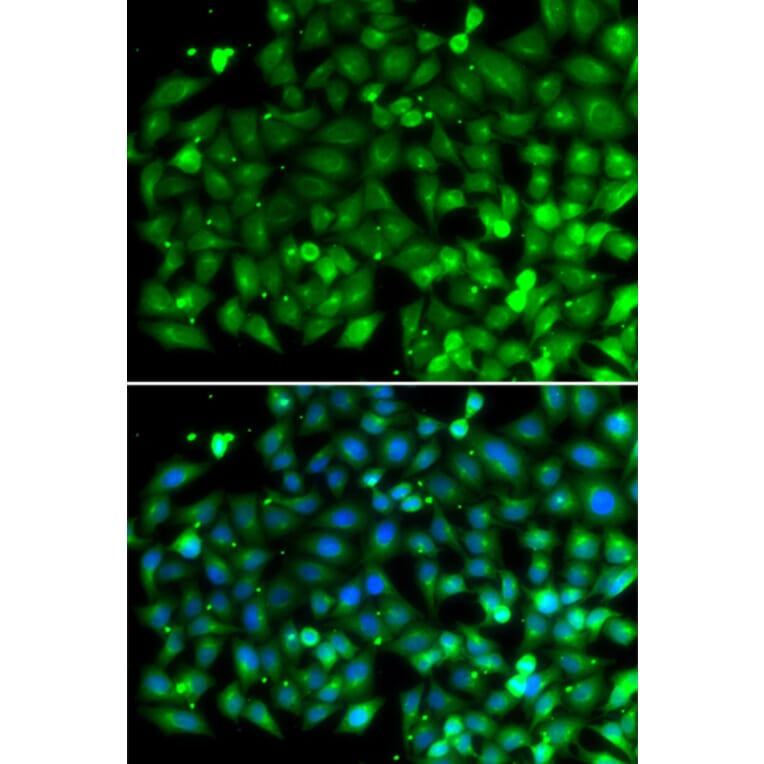 Immunofluorescence - Anti-Bif-1 Antibody (A15544) - Antibodies.com