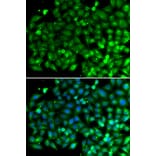 Immunofluorescence - Anti-Bif-1 Antibody (A15544) - Antibodies.com