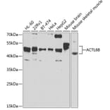 Western Blot - Anti-BAF53b Antibody (A15546) - Antibodies.com