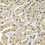 Immunohistochemistry - Anti-BAF53b Antibody (A15546) - Antibodies.com