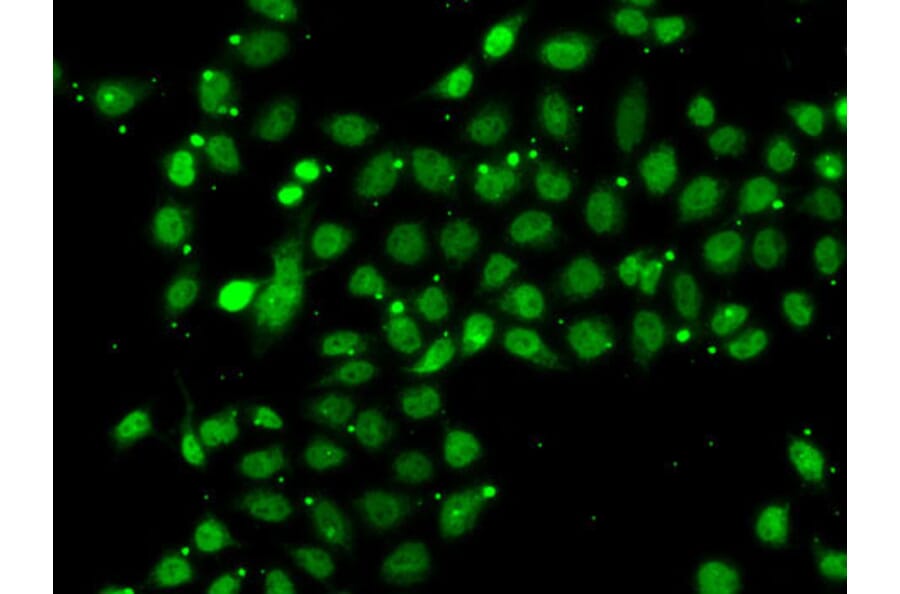 Immunofluorescence - Anti-BAF53b Antibody (A15546) - Antibodies.com