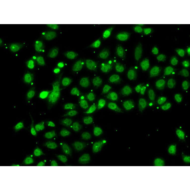 Immunofluorescence - Anti-BAF53b Antibody (A15546) - Antibodies.com