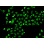 Immunofluorescence - Anti-BAF53b Antibody (A15546) - Antibodies.com