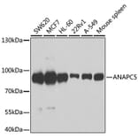 Western Blot - Anti-Apc5 Antibody (A15547) - Antibodies.com