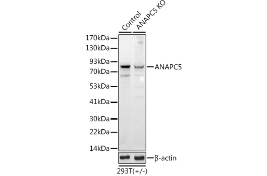 Western Blot - Anti-Apc5 Antibody (A15547) - Antibodies.com