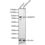 Western Blot - Anti-Apc5 Antibody (A15547) - Antibodies.com