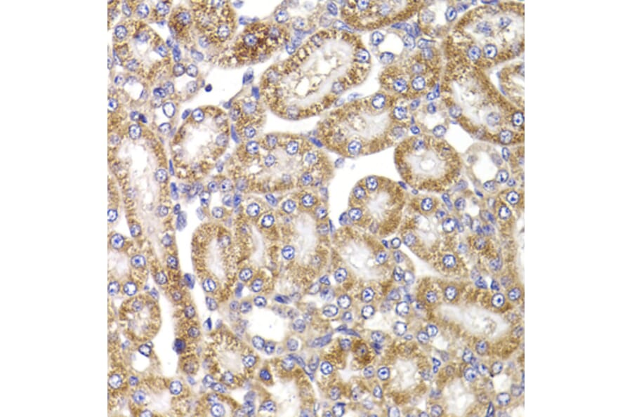 Immunohistochemistry - Anti-Apc5 Antibody (A15547) - Antibodies.com