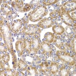 Immunohistochemistry - Anti-Apc5 Antibody (A15547) - Antibodies.com