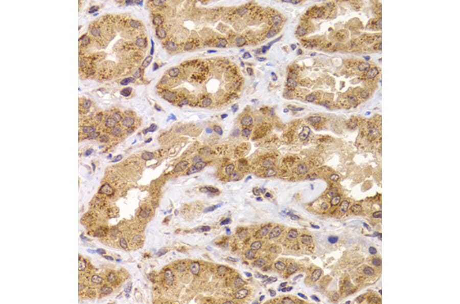 Immunohistochemistry - Anti-Apc5 Antibody (A15547) - Antibodies.com