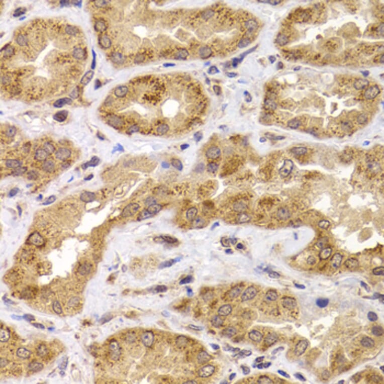 Immunohistochemistry - Anti-Apc5 Antibody (A15547) - Antibodies.com
