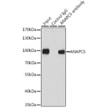 Western Blot - Anti-Apc5 Antibody (A15547) - Antibodies.com