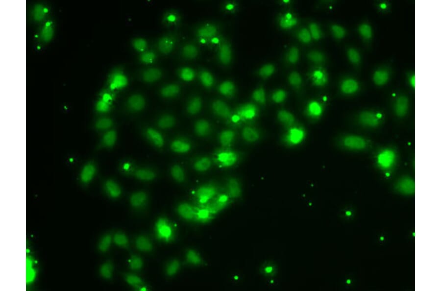 Immunofluorescence - Anti-TXNL4B Antibody (A15550) - Antibodies.com