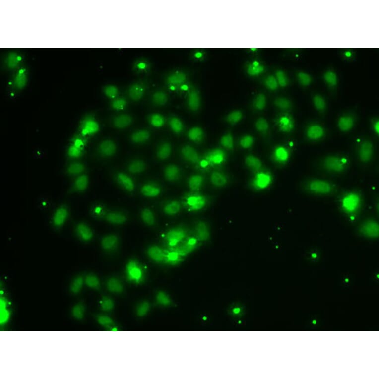 Immunofluorescence - Anti-TXNL4B Antibody (A15550) - Antibodies.com