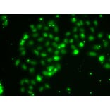 Immunofluorescence - Anti-TXNL4B Antibody (A15550) - Antibodies.com